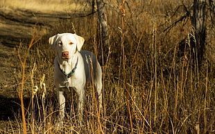 short-coated white dog standing on tall grass during daytime